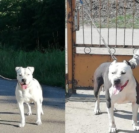 Amerikai staffordshire terrier kiskutyák