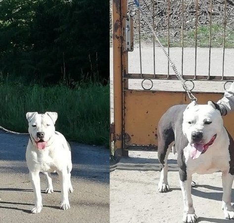 Amerikai staffordshire terrier