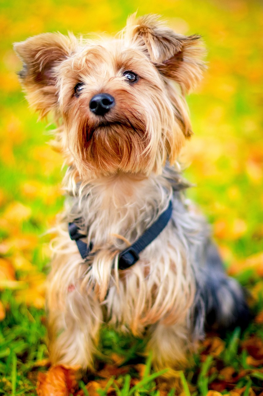 yorkshire terrier