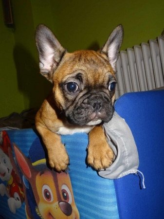 Francia bulldog