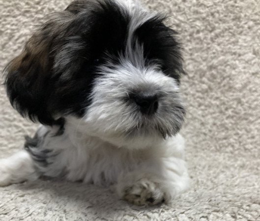 Bichon Havanese