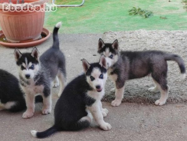 8hetes Husky babák,oltva,féregtelenítve
