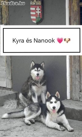 8hetes Husky babák,oltva,féregtelenítve