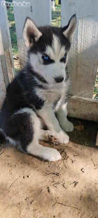 8hetes Husky babák,oltva,féregtelenítve