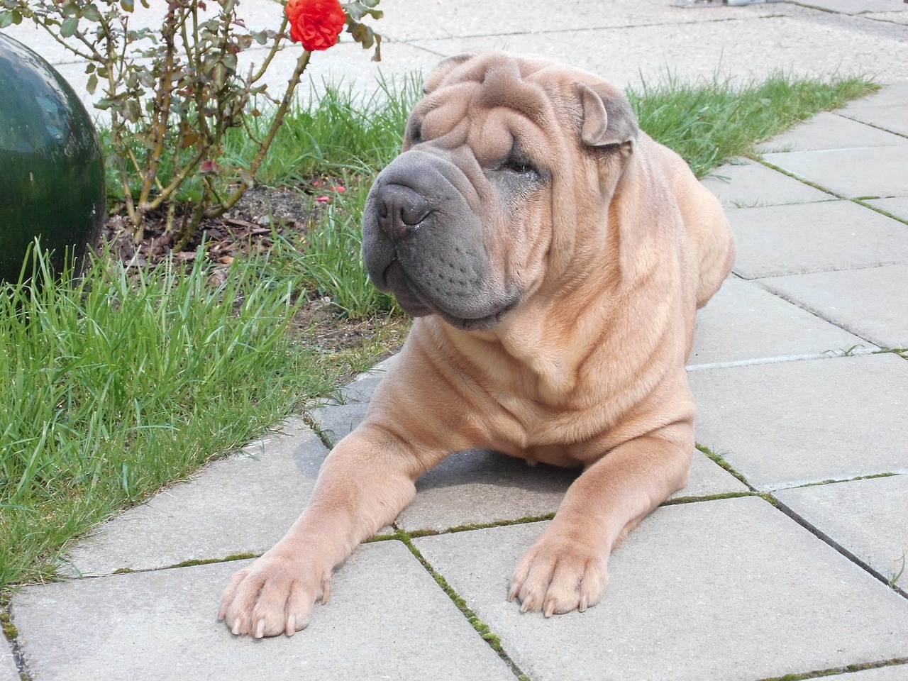 shar-pei