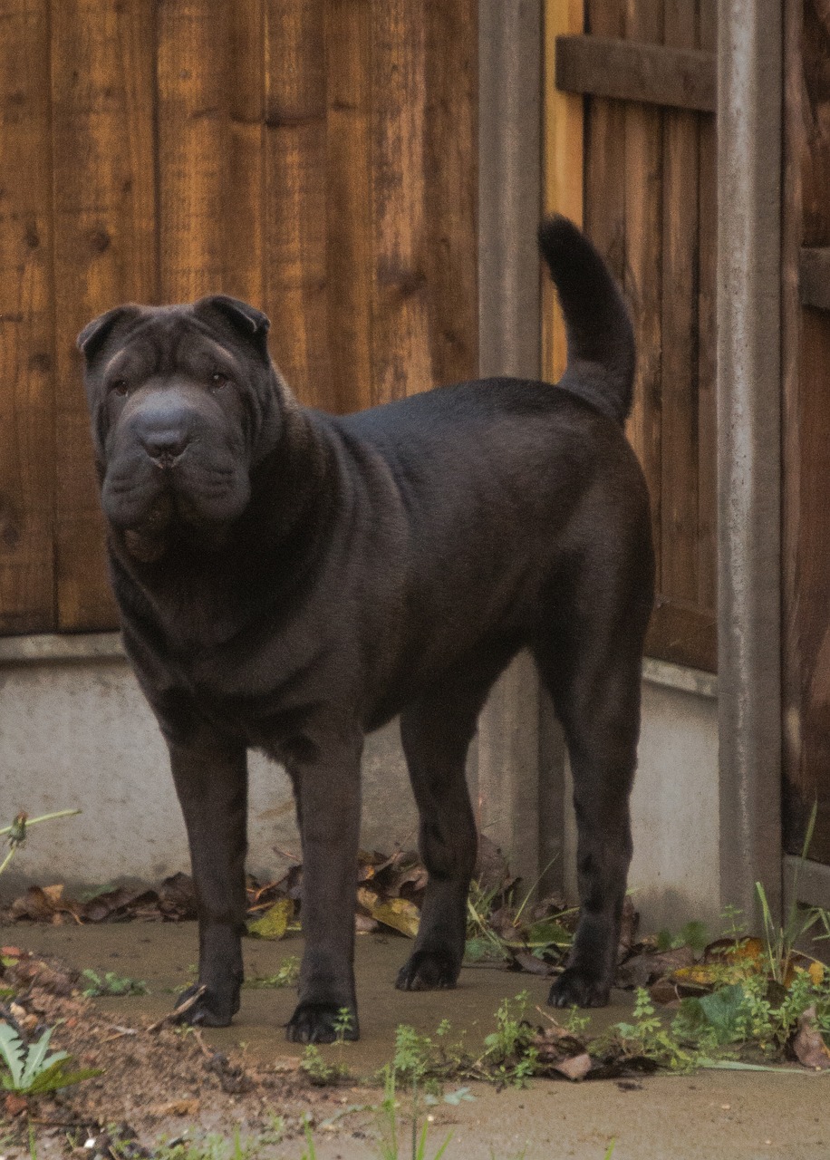 shar-pei