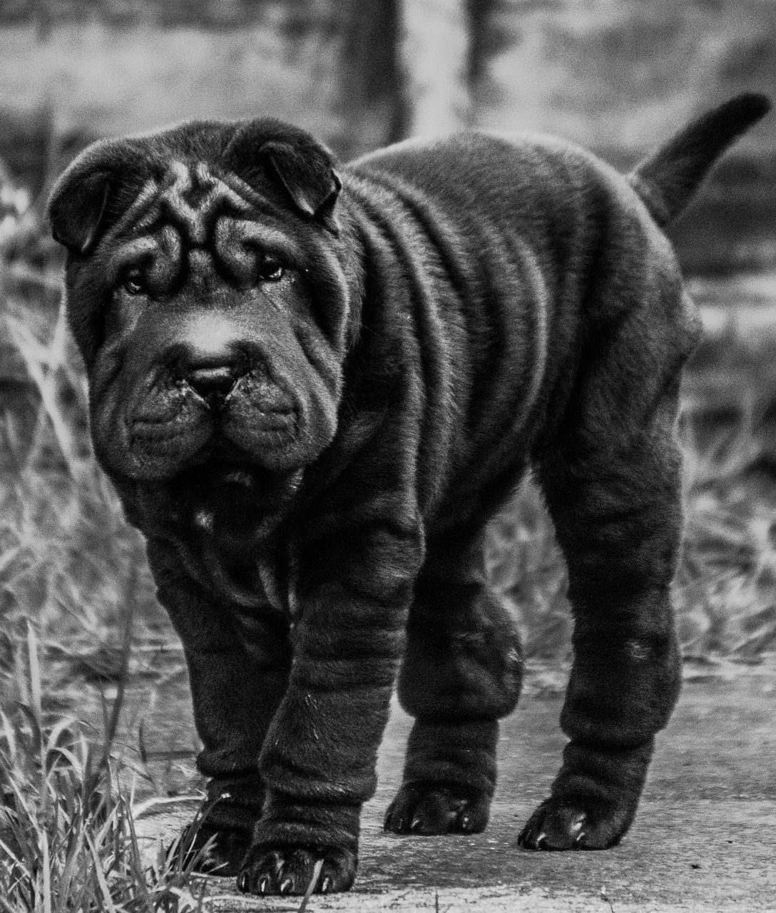 shar-pei