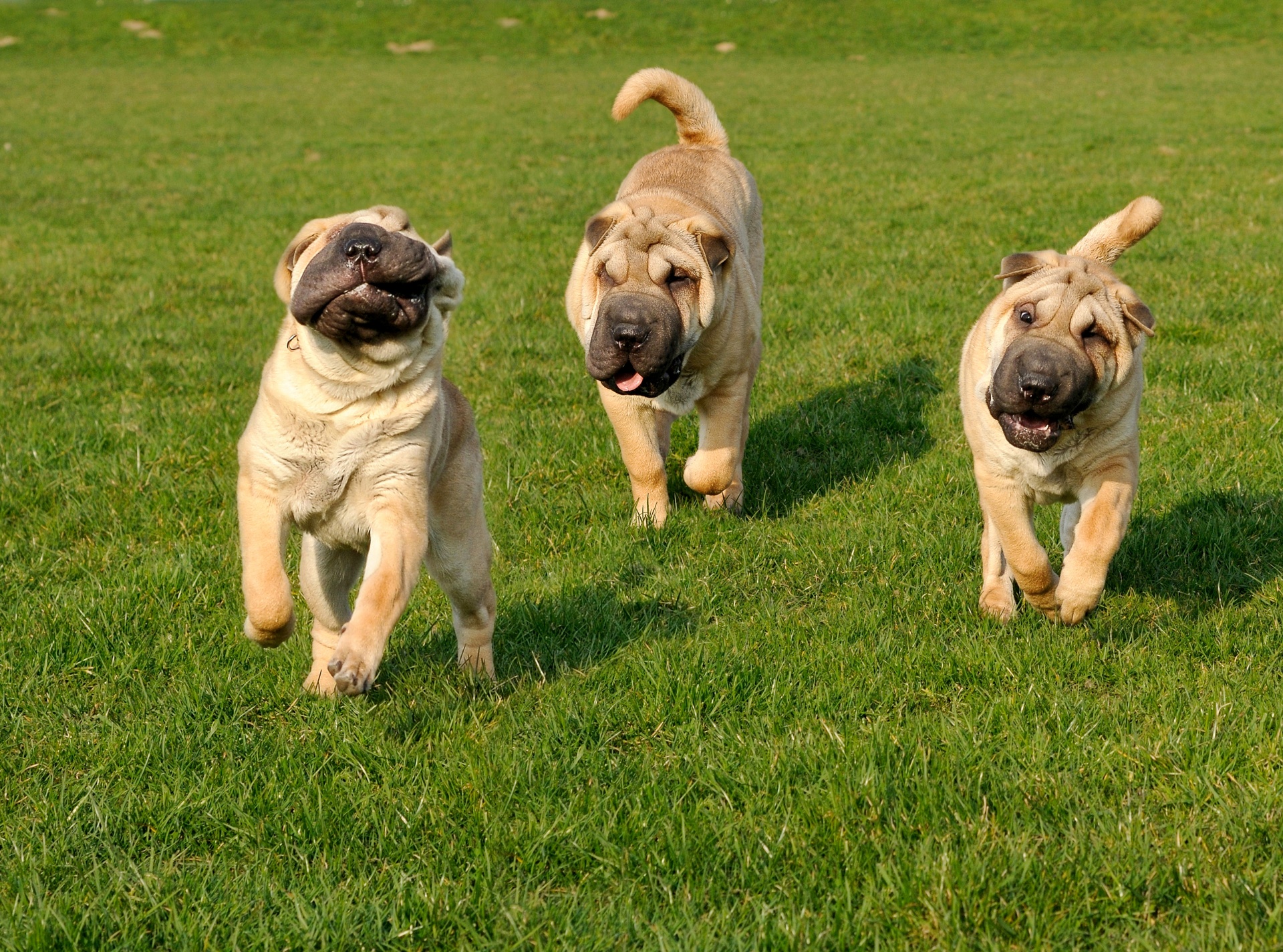 shar-pei