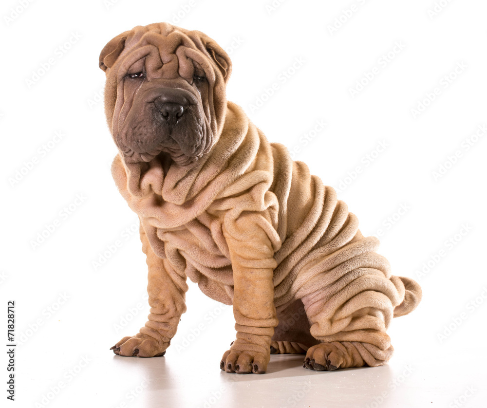 shar-pei