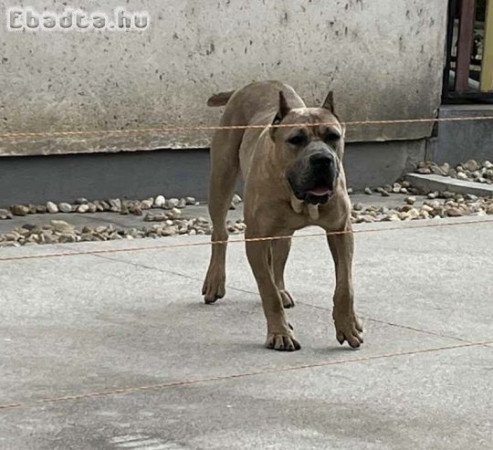 Cane corso