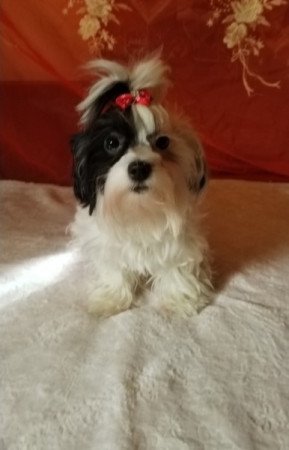 Havanese