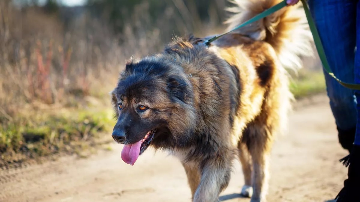 Hatan megsérültek Kaukázusi juhászkutyák miatt, egy 17 éves lányt őrizetbe vettek