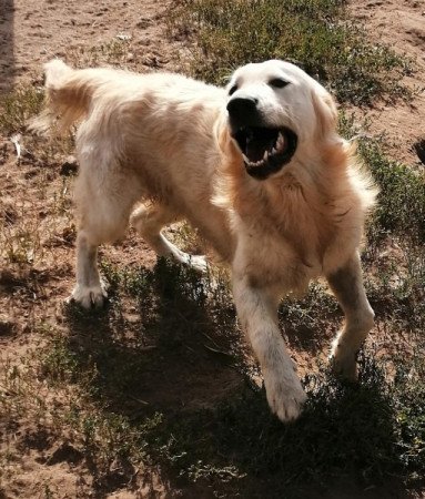 Golden retriever