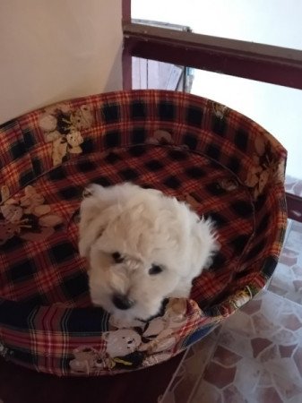Bichon bolognese