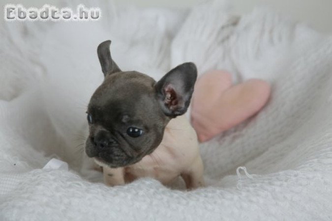 Extra mini francia bulldog kislány eladó