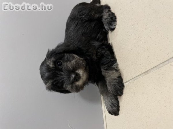 Törpe schnauzer