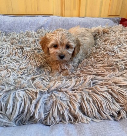 Maltipoo maltai es torpe uszkar