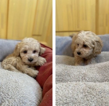 Maltipoo maltai es torpe uszkar