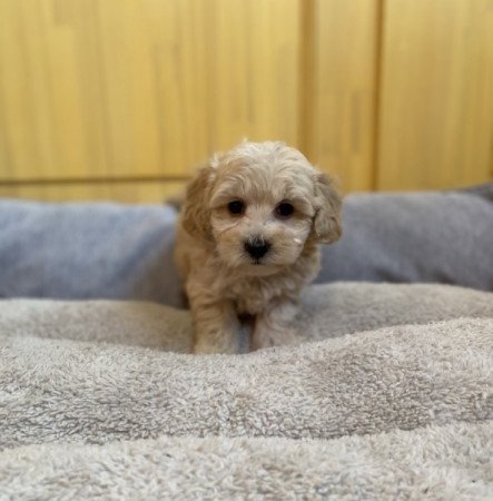 Maltipoo maltai es torpe uszkar