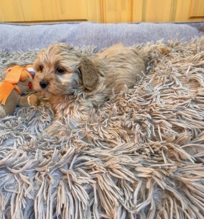 Maltipoo maltai es torpe uszkar