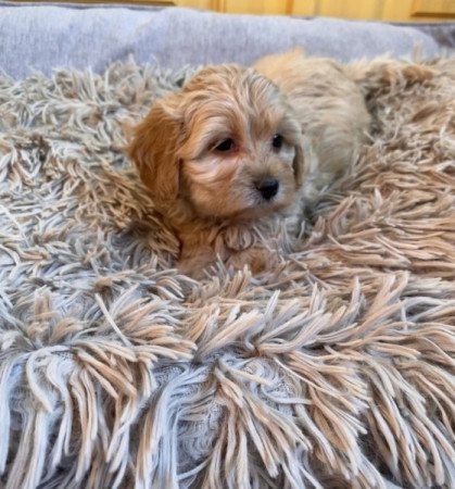 Maltipoo maltai es torpe uszkar