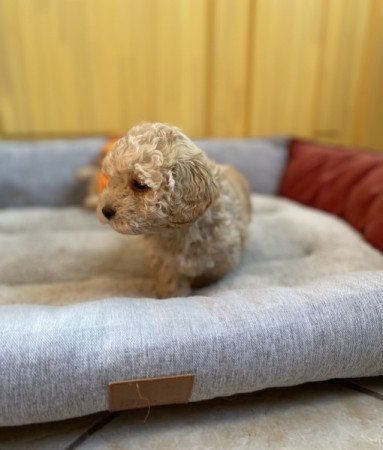 Maltipoo maltai es torpe uszkar