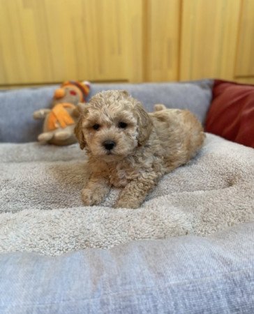 Maltipoo maltai es torpe uszkar