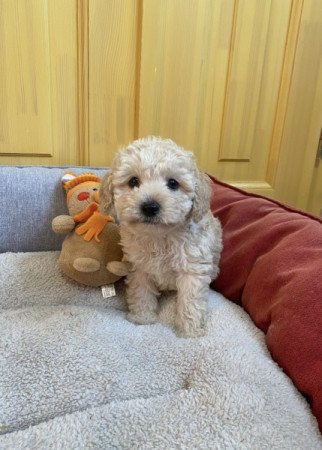 Maltipoo maltai es torpe uszkar
