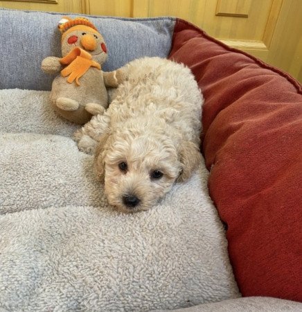 Maltipoo maltai es torpe uszkar