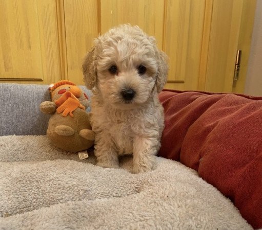 Maltipoo maltai es torpe uszkar