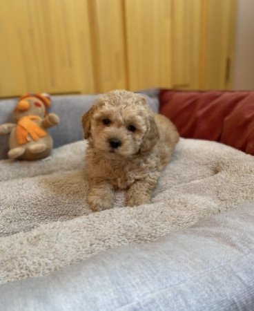 Maltipoo maltai es torpe uszkar