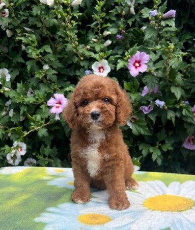 Cavapoo