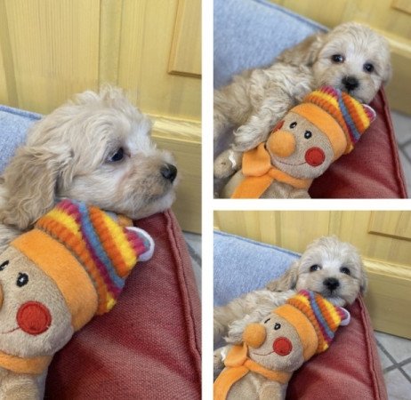 Maltipoo maltai es torpe uszkar