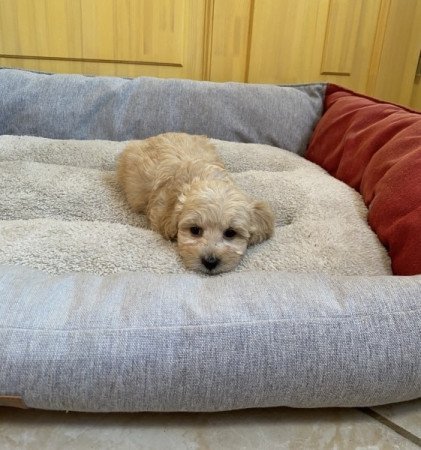 Maltipoo maltai es torpe uszkar