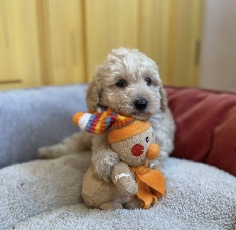 Maltipoo maltai es torpe uszkar