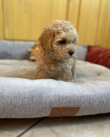 Maltipoo maltai es torpe uszkar