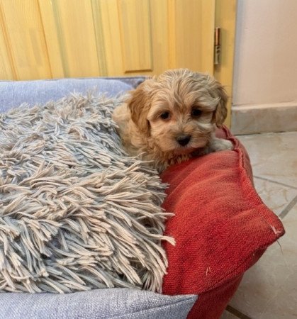 Maltipoo maltai es torpe uszkar