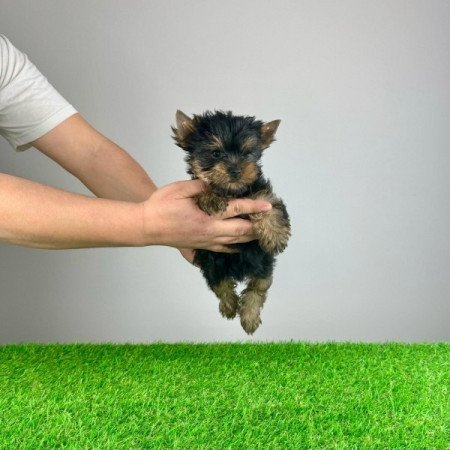 Yorkshire Terrier