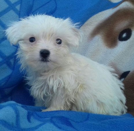 Bichon havanese