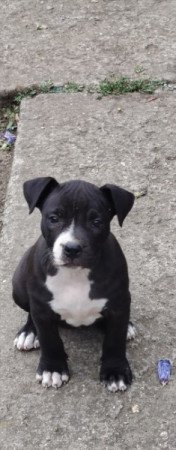 Amerikai staffordshire terrier