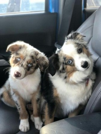 Ausztrál juhászkutya