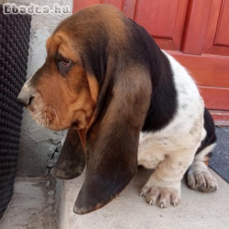 Basset hound kiskutyák eladók