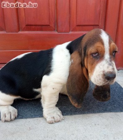 Basset hound kiskutyák eladók
