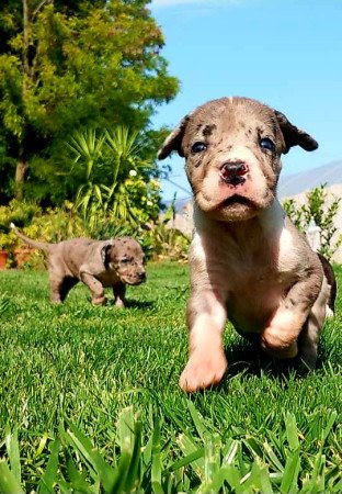 Német dog kölykök