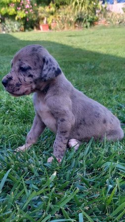 Német dog kölykök