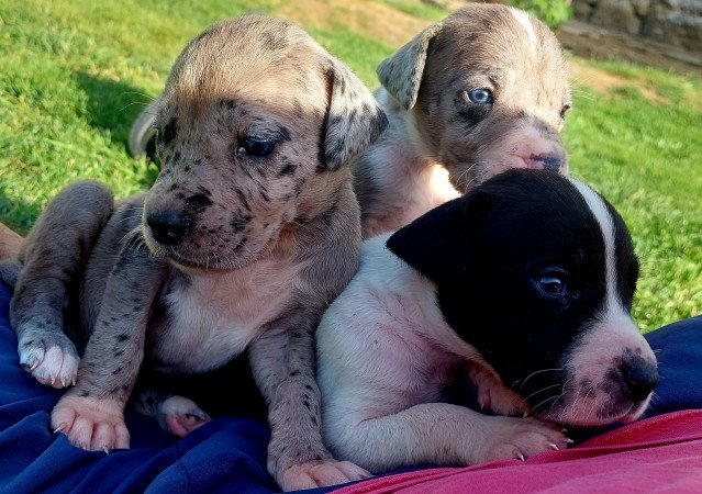 Német dog kölykök