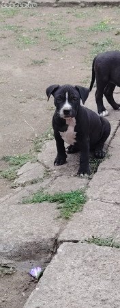 Amerikai staffordshire terrier kiskutyák