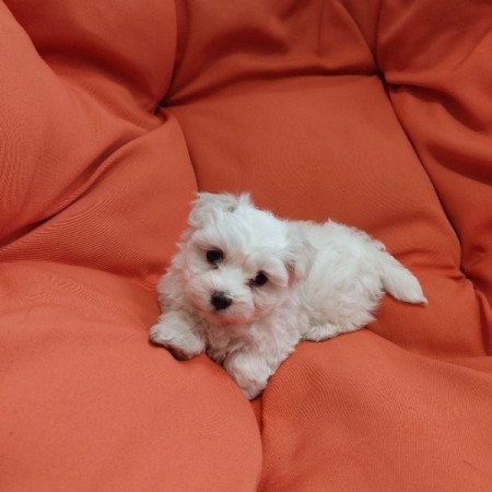 Bichon