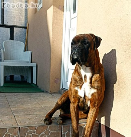 Ingyen elvihető fajtiszta kan boxer