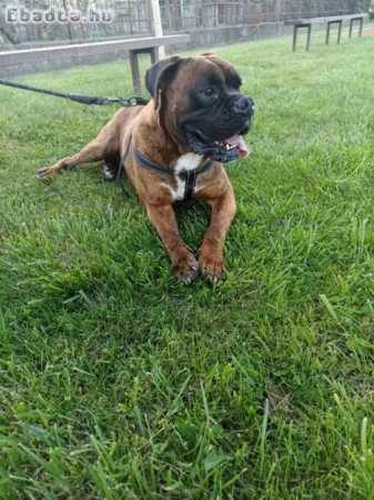 Ingyen elvihető fajtiszta kan boxer